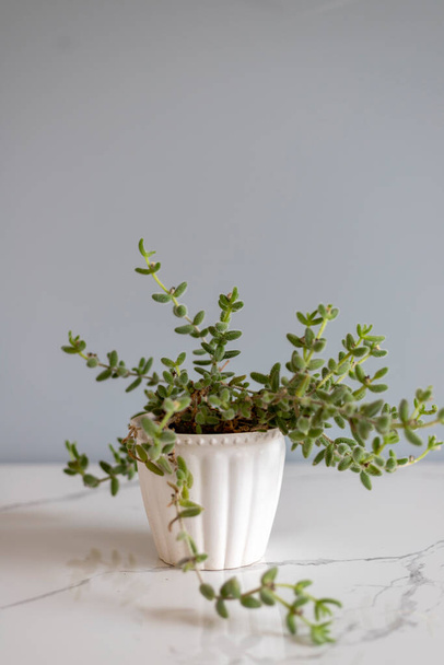 Delosperma echinatum pianta sottaceto in una pentola di ceramica bianca - Foto, immagini