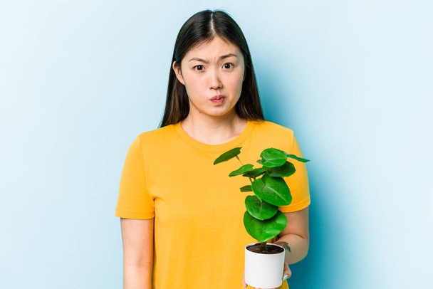 Joven mujer asiática sosteniendo una planta aislada sobre fondo azul encoge hombros y ojos abiertos confundido. - Foto, imagen