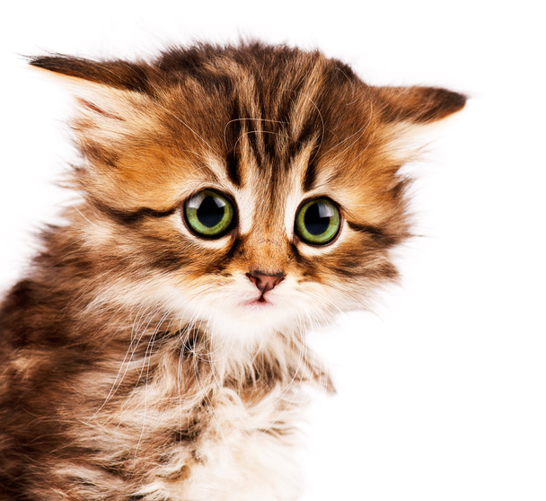 Cute kitten - Photo, Image