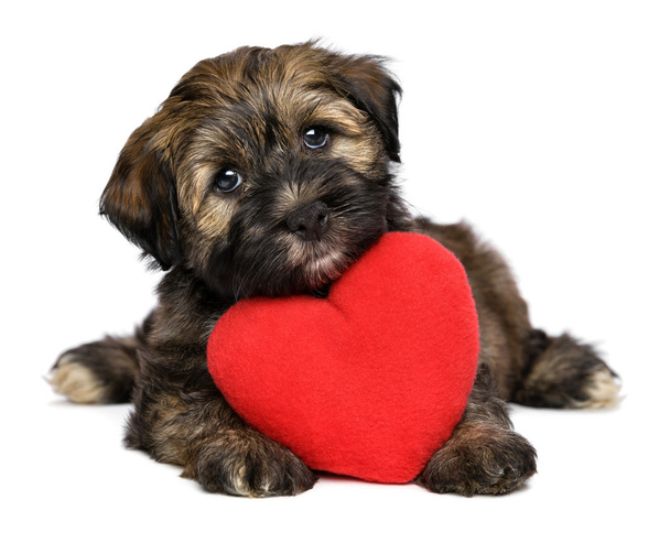 赤の心で恋人バレンタイン havanese 子犬犬 - 写真・画像