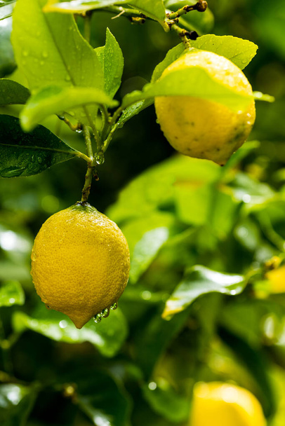 Limoni maturi appesi ad un albero. Coltivare un limone. Limoni maturi sull'albero. Focus selettivo e primo piano. - Foto, immagini