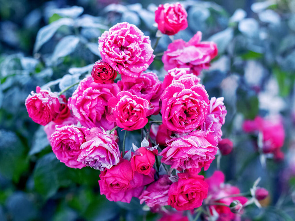 Les roses roses sont recouvertes de givre et de givre dans le jardin sur le lit de fleurs - Photo, image