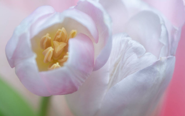 közeli felvétel a rózsaszín tulipán virág - Fotó, kép