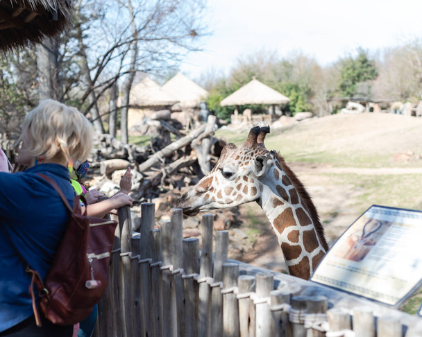 Padres e hijos alimentando con hojas de lechuga a una jirafa en el zoológico en el norte de Texas, Estados Unidos. Estudiantes de kindergarten en excursiones. - Foto, imagen