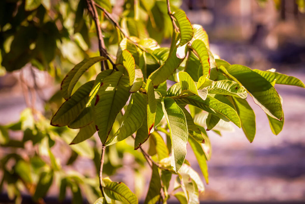 Zelené kvajávové ovoce visící na stromě, Jamfalu nebo kvajávě Strom se zeleným ovocem rostoucí na statku sad, čerstvé kvajávové ovoce na stromě - Fotografie, Obrázek