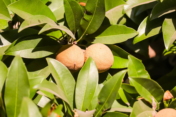 Chikus creciendo entre las hojas en el árbol de Chikoo en el jardín, enfoque selectivo con imágenes de alta definición, Esta fruta para prevenir el cáncer, - Foto, imagen