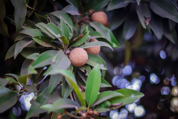 Fruta de la sapodilla para sano. Sapodilla fruta, chiku o sapodilla es todavía joven con el nombre científico Manilkara zapota, enfoque selectivo en el tema - Foto, imagen