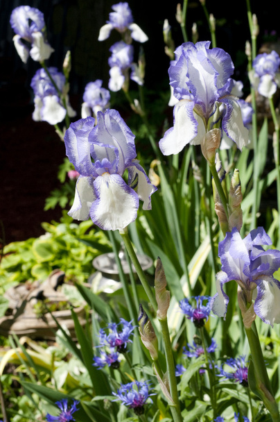 Garden of Iris Blossoms - Photo, Image