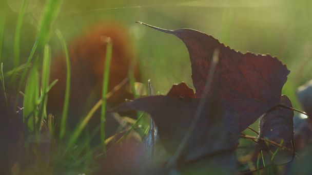 Kolorowe liście przykrywające zieloną trawę z bliska. Spokojny widok suche złote liście leżące na słońcu. Słoneczna jesienna pogoda w pięknym parku. Korzystanie z pokojowej koncepcji krajobrazu przyrody. - Zdjęcie, obraz