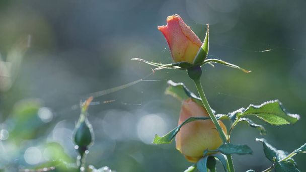 Delicate ontbloeiende knop roze roos groeiende bloementuin close-up. Dunne web opknoping op verse bladeren bloemsteel. Helder zonlicht schijnt op bloesem groene struiken. Prachtig landschap herfst natuur. - Foto, afbeelding