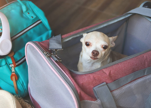 Detailní záběr hnědého psa Chihuahua sedícího v cestovní cestovní tašce na balkóně s cestovním příslušenstvím, připraveného k cestování. Bezpečná cesta se zvířaty. - Fotografie, Obrázek