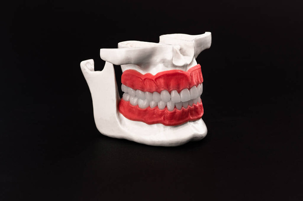 Human jaw with teeth and gums anatomy model isolated on black background. Healthy teeth, dental care and orthodontic medical healthcare concept. Hi-quality copy space photo.  - Foto, Imagen