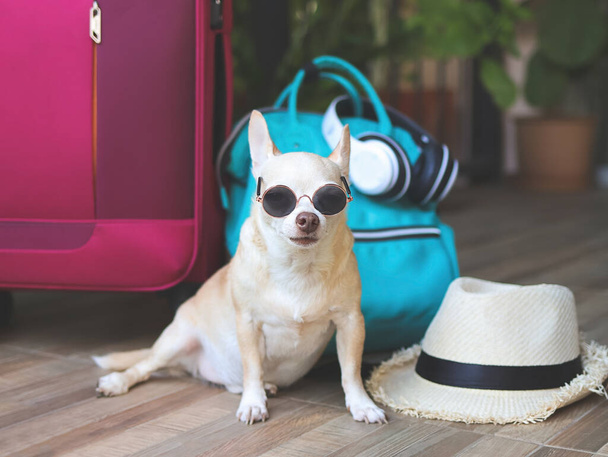 Портрет коричневой короткие волосы чихуахуа собака в солнцезащитных очках сидя с тканым мешком, синий рюкзак, розовый чемодан и соломенная шляпа, глядя в камеру. Путешествие с домашними животными. - Фото, изображение