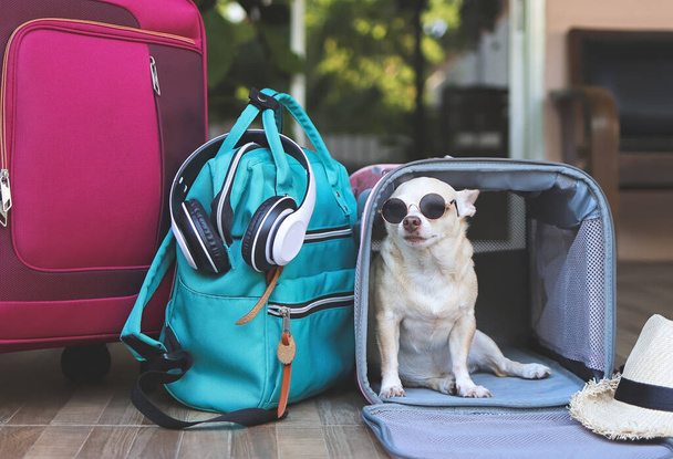 Portrait of brown short hair chihuahua dog wearing sunglasses,  sitting inside  traveler pet carrier bag with travel accessories, ready to travel. Safe travel with animals. - Foto, imagen