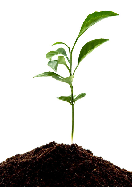 Planta verde joven
 - Foto, imagen