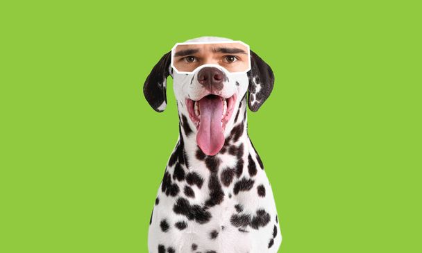 Aranyos dalmát kutya emberi szemmel zöld háttér - Fotó, kép