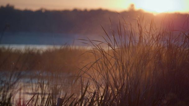 Тихий мягкий восход солнца над прекрасным прудом. Утренний легкий туман, лежащий трава стекает возле воды. Спокойный вид на болото, на котором растет свежий камыш при солнечном свете. Солнечные лучи сияют спокойной осенней концепцией пейзажа. - Фото, изображение