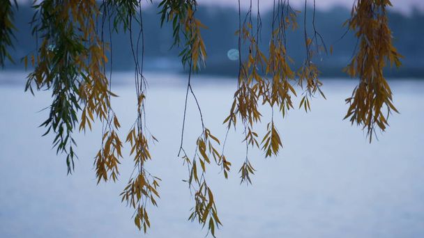 Yellow leaves on sprigs lake background. Quiet weeping willow branches hang over water surface city park close up. Idyllic picture of tranquil autumn morning on beautiful nature. Nature vibes concept - Photo, Image