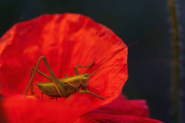 green little grasshopper sits on a red poppy flower, macro life - Photo, Image