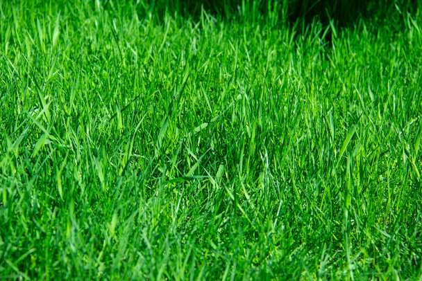Herbe verte sur fond. Une texture du printemps, herbe verte d'été. Gros plan de l'herbe dans la prairie. - Photo, image