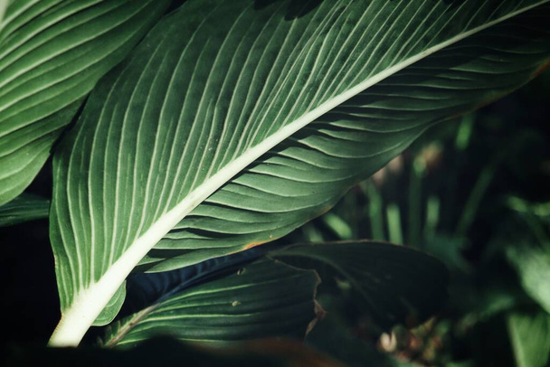Beautiful of green tropical leaves - Photo, Image
