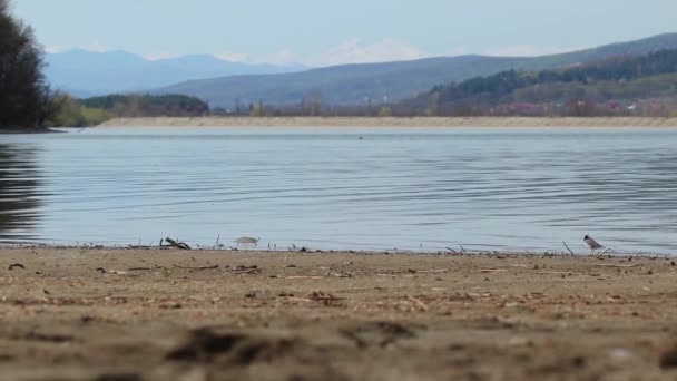 Un remolino de aves busca comida en la orilla del lago - Metraje, vídeo