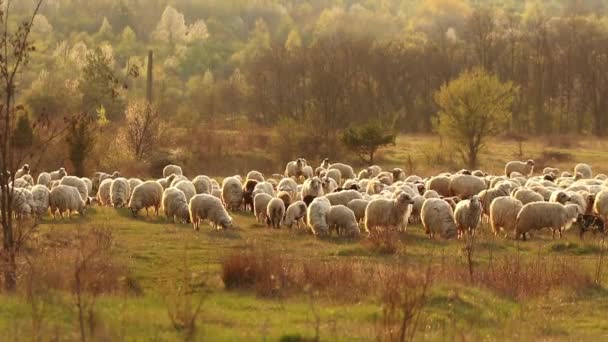 Herd van schapen grazen op de heuvel  - Video