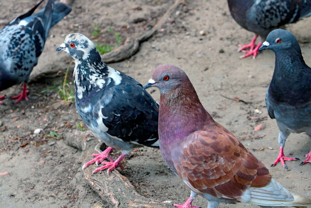 Primer plano de hermosas palomas en un parque de la ciudad - Foto, Imagen