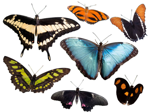 varie farfalle tropicali isolate su sfondo bianco - Foto, immagini
