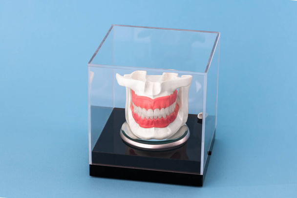 Human jaw with teeth implants anatomy model isolated on blue background in a glass box. Healthy teeth, dental care and orthodontic medical healthcare concept. Hi-quality copy space photo.  - Фото, изображение