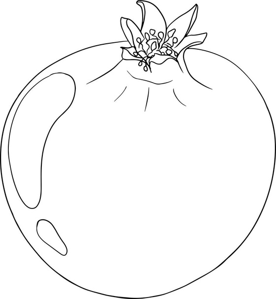 Pomegranate vector illustration on white background. Coloring pages. Vegetarian food drawing. Ripe garnet fruit with seeds . Vector illustration - Vektor, kép