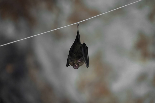 Un murciélago en cueva oscura. Animales de mamíferos - Foto, Imagen
