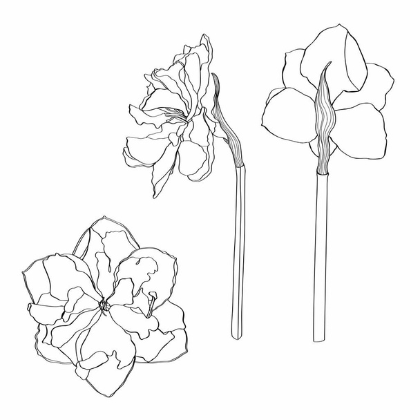 Daffodils flowers drawing. Hand drawn floral set. Botanical black ink sketch. Great for invitations, greeting cards, decor.  - Vektor, obrázek