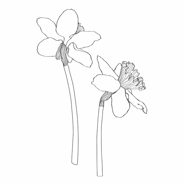 Desenho de flores de narcisos. Conjunto floral desenhado à mão. Esboço de tinta preta botânica. Ótimo para convites, cartões de felicitações, decoração.  - Vetor, Imagem