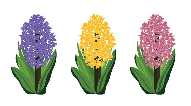 Beautiful blooming hyacinth plants on white background - Vector, Image
