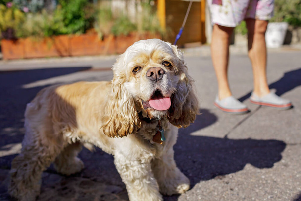 A small dog with his tongue hanging out. It is hot. The owner walks her on a leash on the street of a small town, veterinary and home pet care - Photo, Image