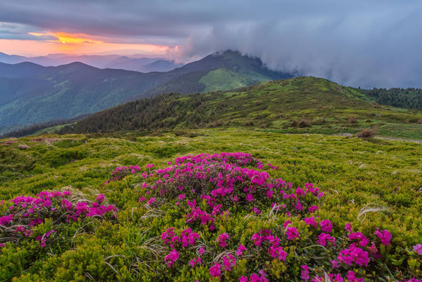 Summer landscape with flowers of rhododendron. Evening with a beautiful sky in the mountains. Glade of pink flowers. Color toning - Photo, Image