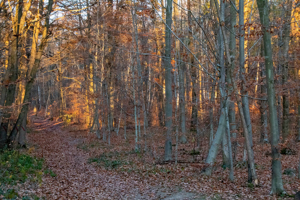 jesienny las rano - Zdjęcie, obraz