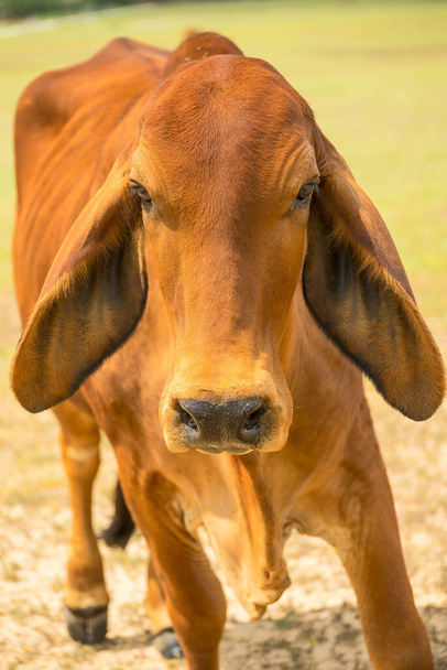 A vertical shot of a cow with long ears on blurred background - Foto, Bild