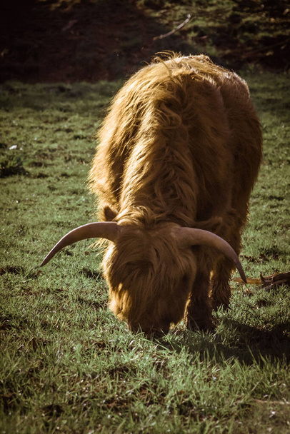 A vertical shot of a highland cattle grazing on green grass on a sunny day - Foto, imagen