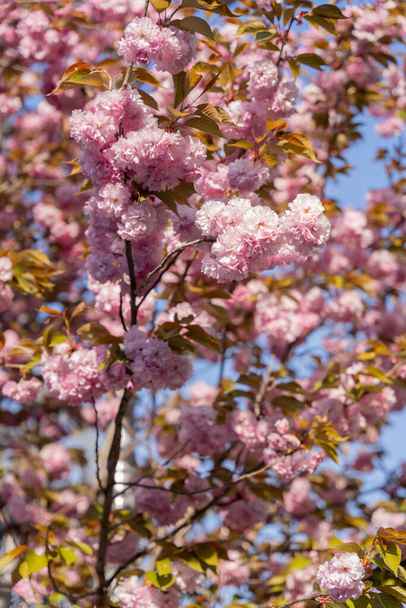 A vertical shot of King Cherry flowers blossoms on tree in Suwon, South Korea - Photo, image