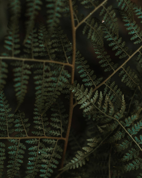 The fern plants in a forest - Zdjęcie, obraz