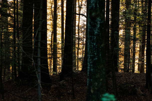 The forest at golden hour in Mont Pelerin, Vaud, Switzerland - Fotoğraf, Görsel