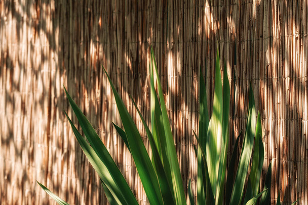 Natuurlijke achtergrond van stro en aloë bladeren met verblinding van de zon. Behang met de afbeelding van een hek gemaakt van bamboe stokken. - Foto, afbeelding