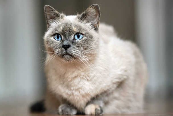 Gato cinza mais velho com olhos azuis penetrantes, deitado no chão de madeira, close-up profundidade rasa de foto de campo - Foto, Imagem