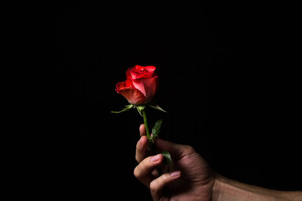 Ένα χέρι κρατά ένα κόκκινο τριαντάφυλλο σε μαύρο φόντο. Ένα όμορφο λουλούδι. ποικιλία τριαντάφυλλου - Φωτογραφία, εικόνα