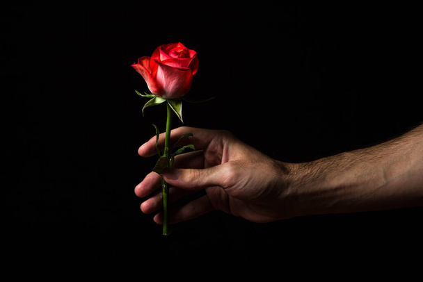 Una mano sostiene una rosa escarlata sobre un fondo negro. Una hermosa flor. variedad rosa - Foto, imagen