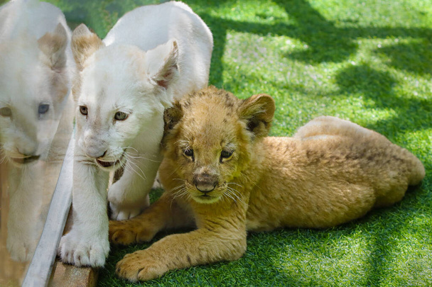 Kolorowe lwiątka na trawie wystawione w zoo - Zdjęcie, obraz
