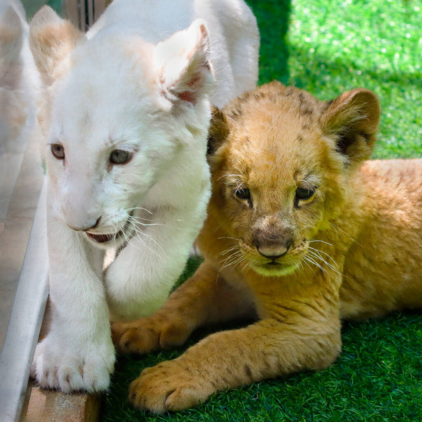 Colored lion cubs on grass exhibited at the zoo - Zdjęcie, obraz