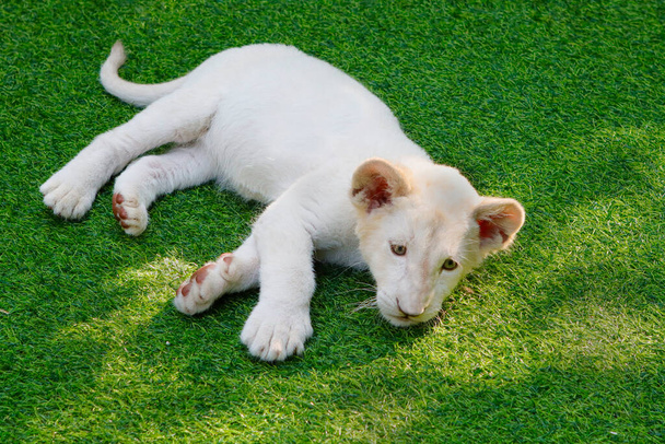 A white lion cub on the grass on display at the zoo. - Zdjęcie, obraz